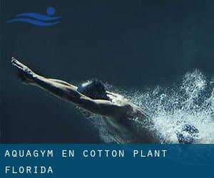 Aquagym en Cotton Plant (Florida)